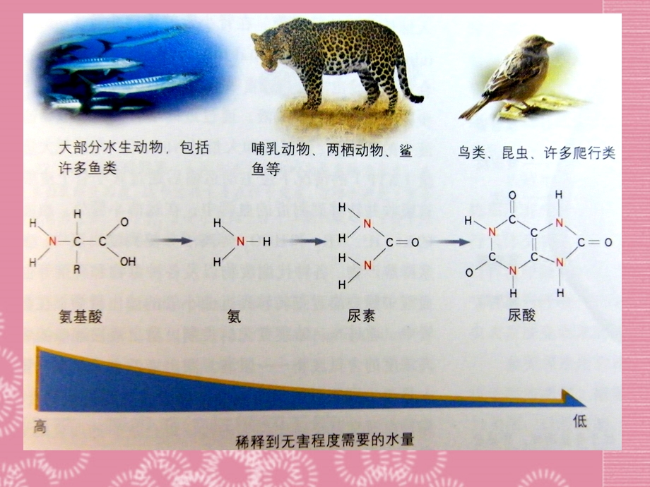 《人体内废物的排出》ppt课件 新人教版.ppt_第3页