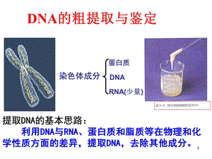 DNA的粗提取和鉴定分析ppt课件.ppt