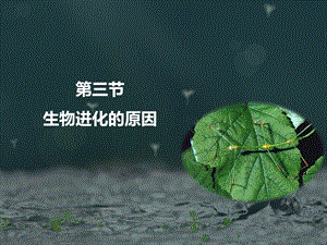 《生物进化的原因》ppt课件.ppt