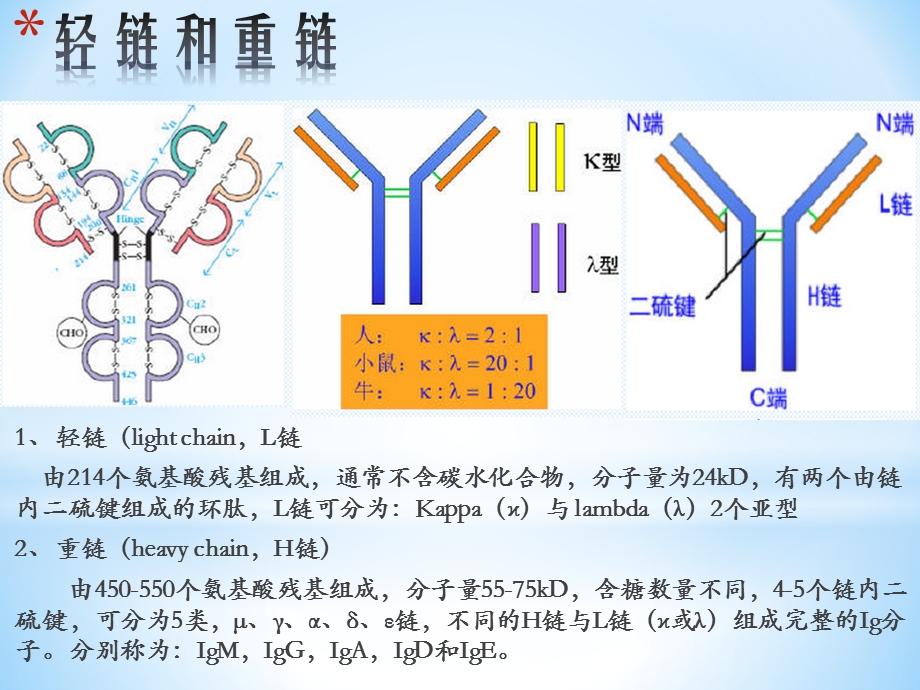IgG抗体分子结构ppt课件.pptx_第3页