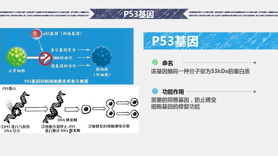 RT PCR检测血细胞中p53基因的表达ppt课件.pptx_第2页