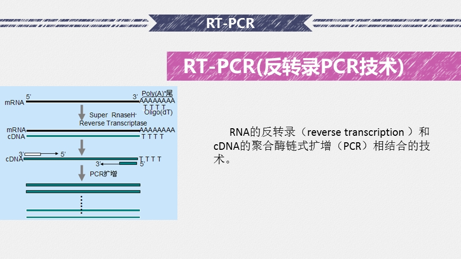 RT PCR检测血细胞中p53基因的表达ppt课件.pptx_第3页