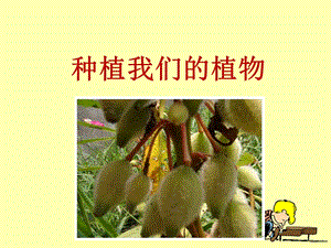 《种植我们的植物》教学ppt课件.ppt