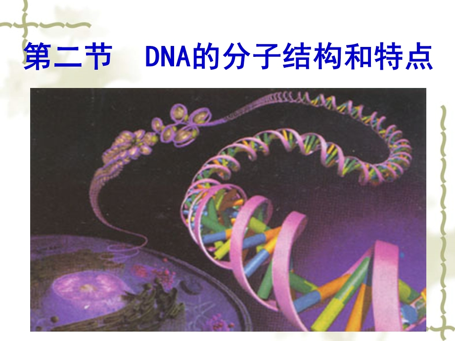 DNA的分子结构和特点 ppt课件.ppt_第1页