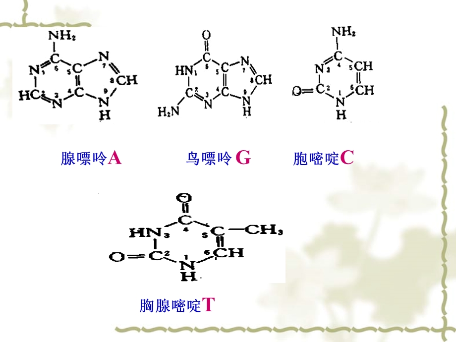 DNA的分子结构和特点 ppt课件.ppt_第3页