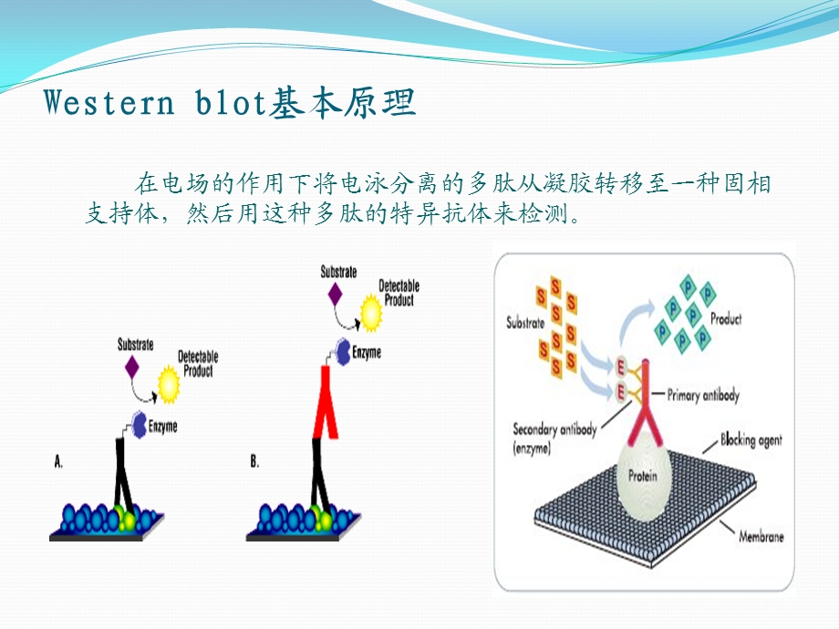 免疫印迹法ppt课件.ppt_第3页