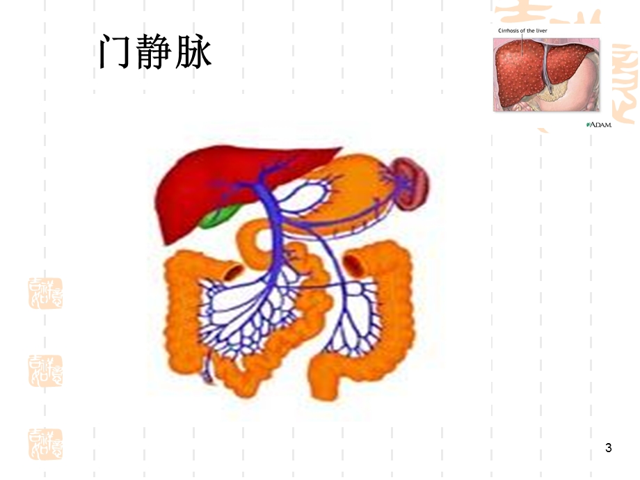 内科护理学 肝硬化病人的护理ppt课件.ppt_第3页