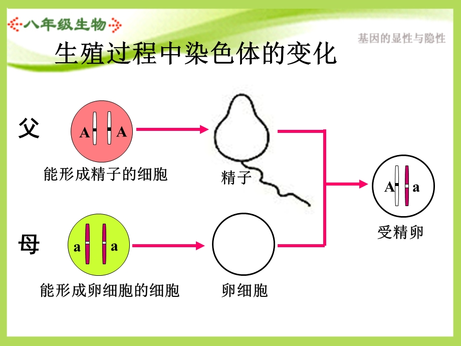 八年级生物下册第三节基因的显性和隐性ppt课件人教版.ppt_第2页