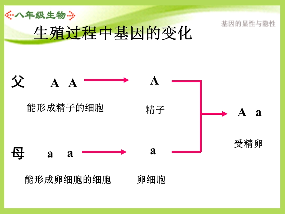 八年级生物下册第三节基因的显性和隐性ppt课件人教版.ppt_第3页