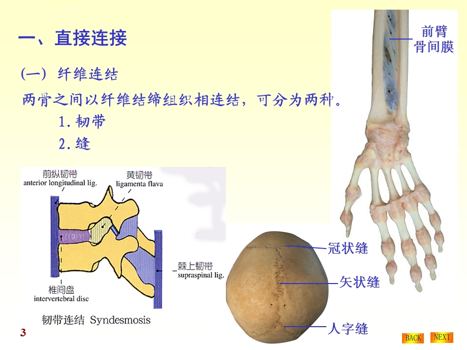 人体解剖学—骨连接ppt课件.ppt_第3页