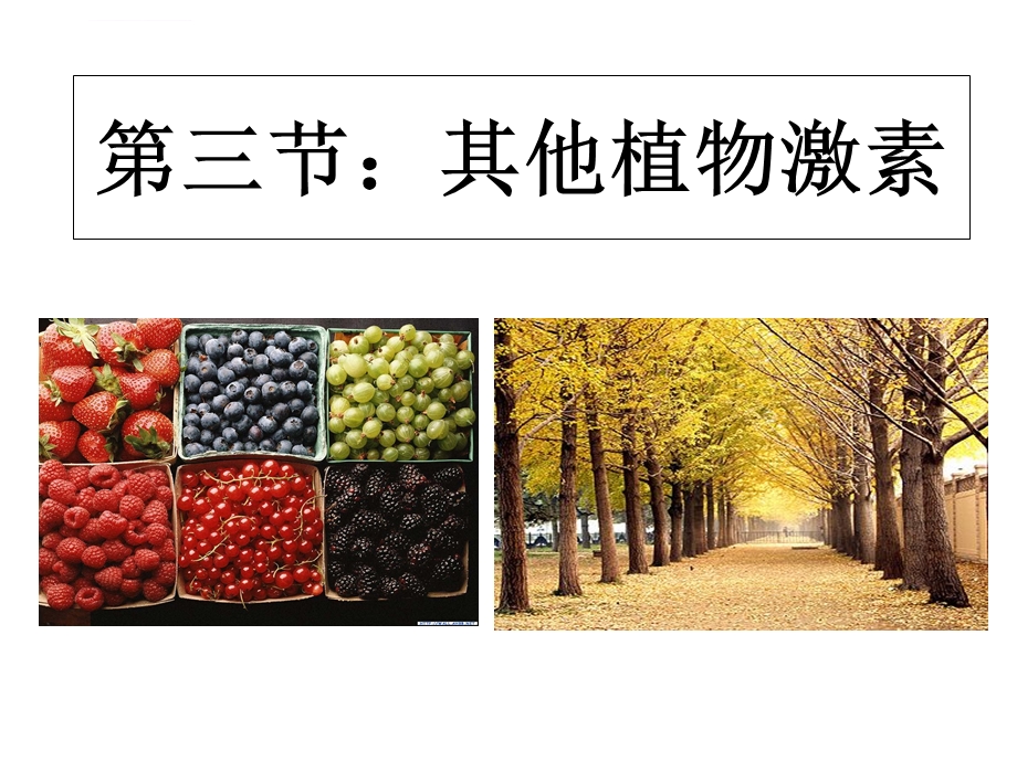 其他植物激素(公开课课件).ppt_第1页