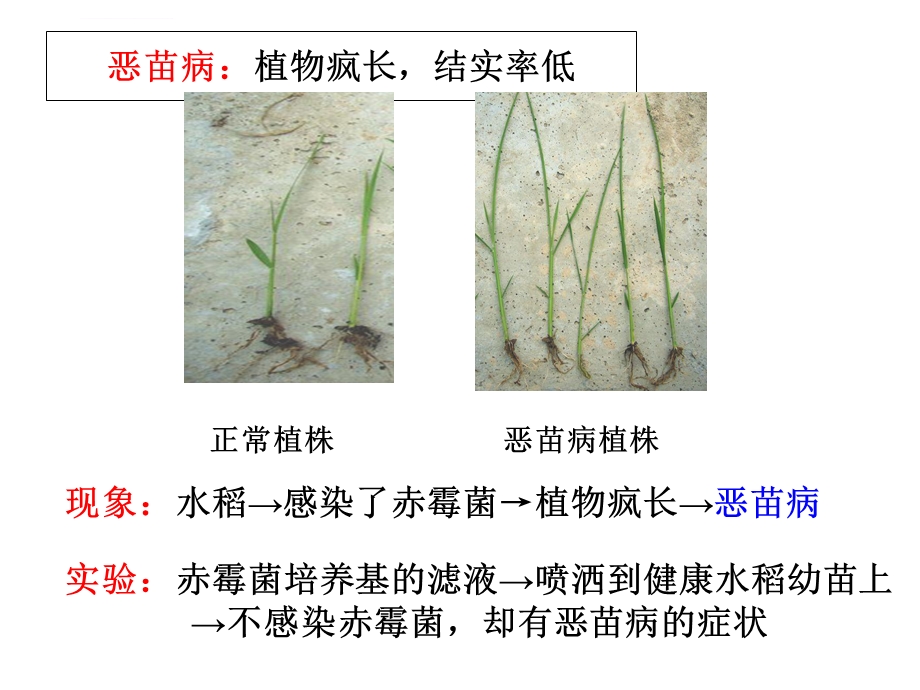 其他植物激素(公开课课件).ppt_第3页