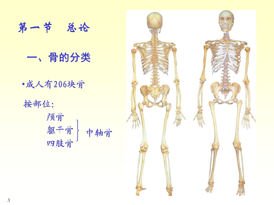 人体解剖实验ppt课件.ppt_第3页