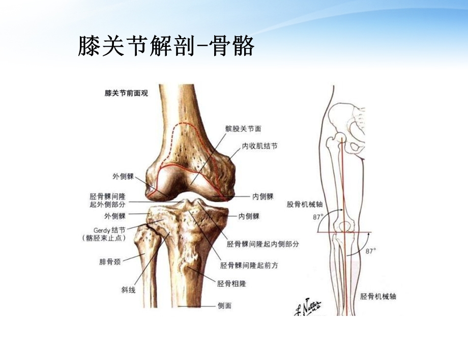 偏瘫患者膝过伸的预防ppt课件.ppt_第3页