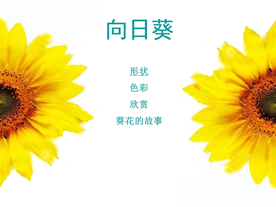 六年级美术葵花朵朵ppt课件.ppt_第3页