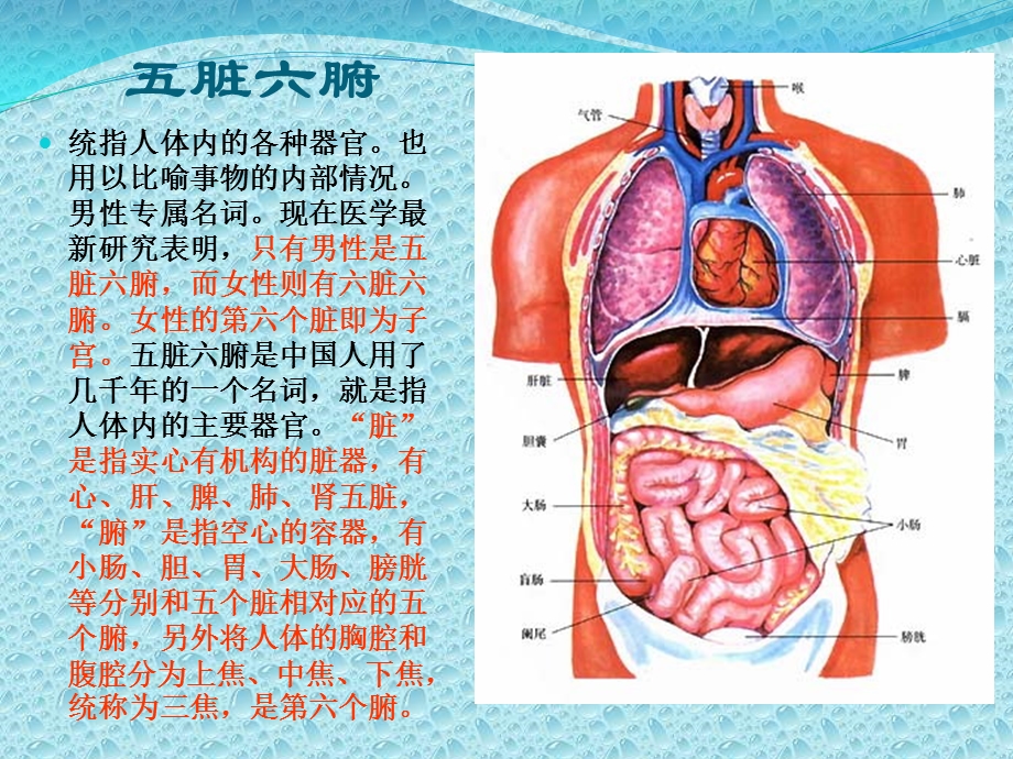 人体器官讲解ppt课件.ppt_第2页