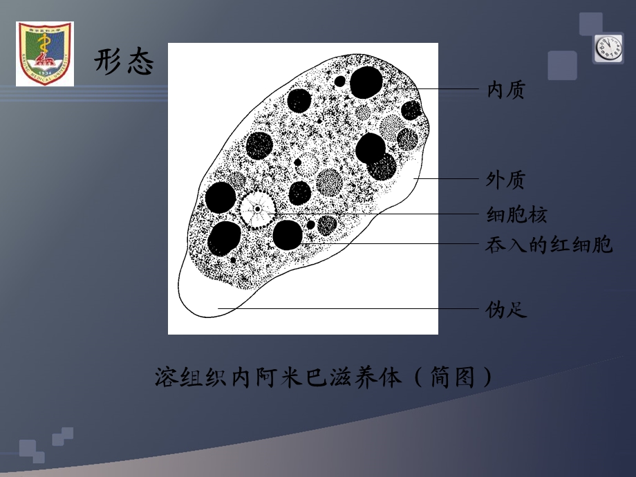 人体寄生虫实验ppt课件.ppt_第3页