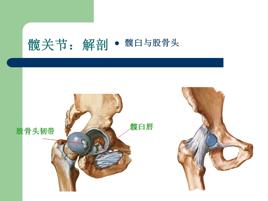 关节松动手法下肢ppt课件.ppt_第3页