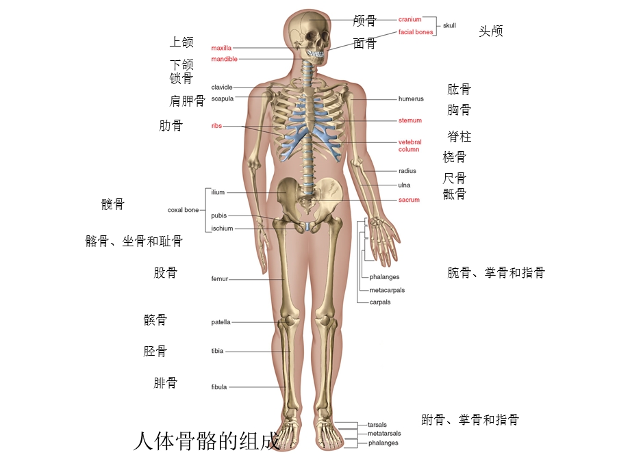 人体骨骼系统ppt课件.ppt_第1页