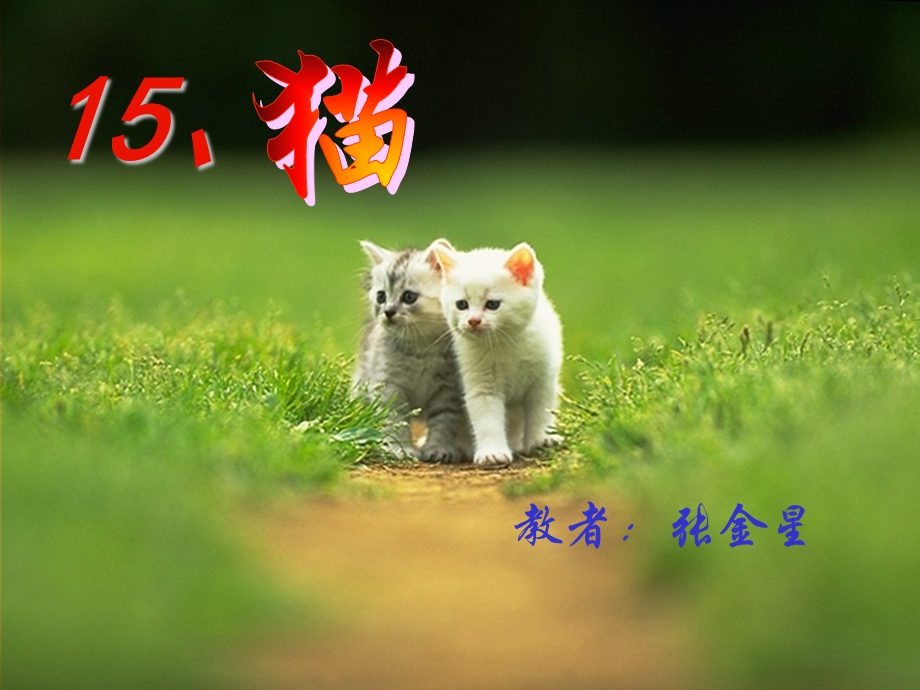 人教版四年级语文上册猫的PPT课件.ppt_第1页