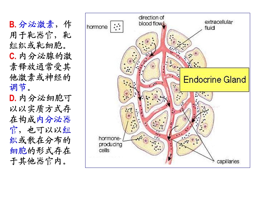 人体解剖学(内分泌系统)ppt课件.ppt_第3页