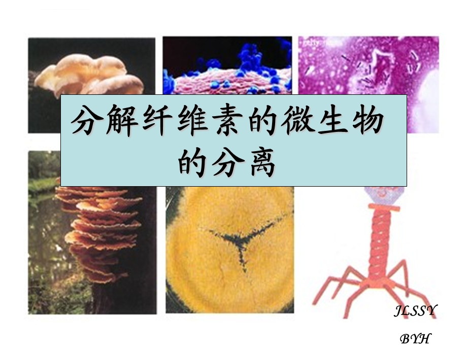 公开课 分解纤维素的微生物的分离ppt课件.ppt_第1页