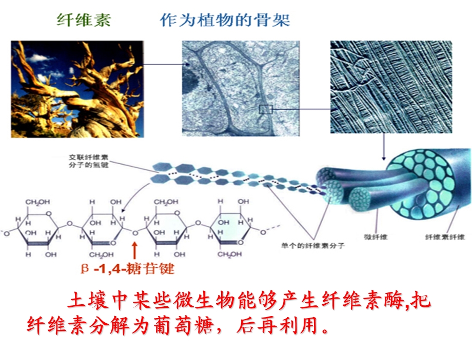 公开课 分解纤维素的微生物的分离ppt课件.ppt_第3页