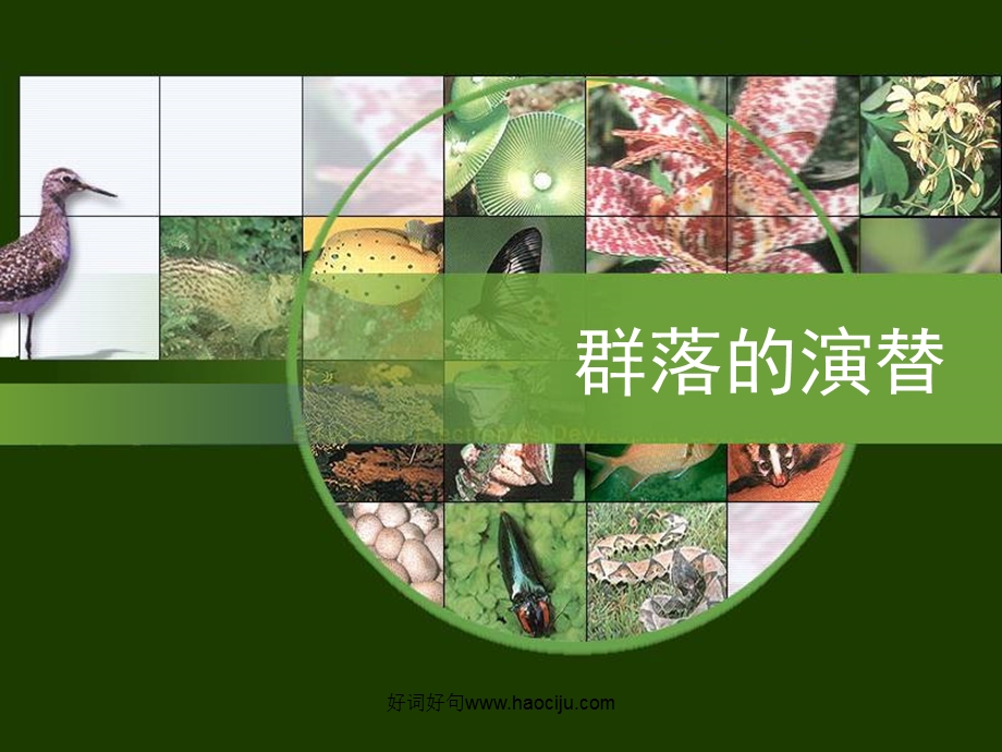 优质课比赛PPT课件群落的演替公开课.ppt_第1页