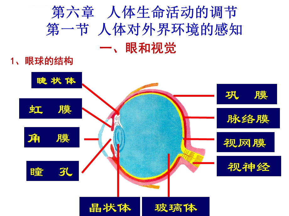 人体对外界环境的感知复习ppt课件.ppt_第1页