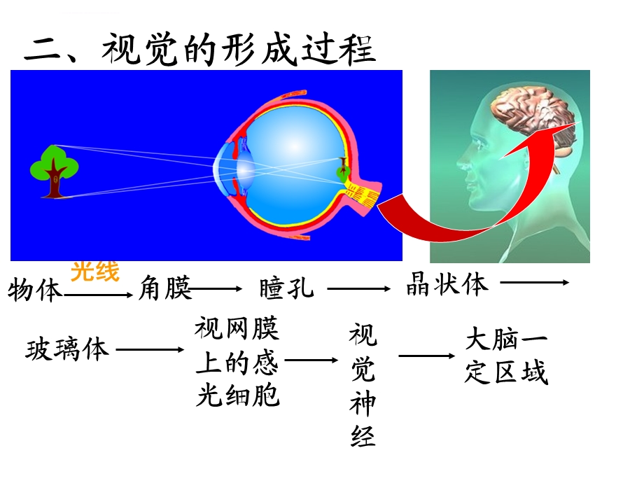 人体对外界环境的感知复习ppt课件.ppt_第2页