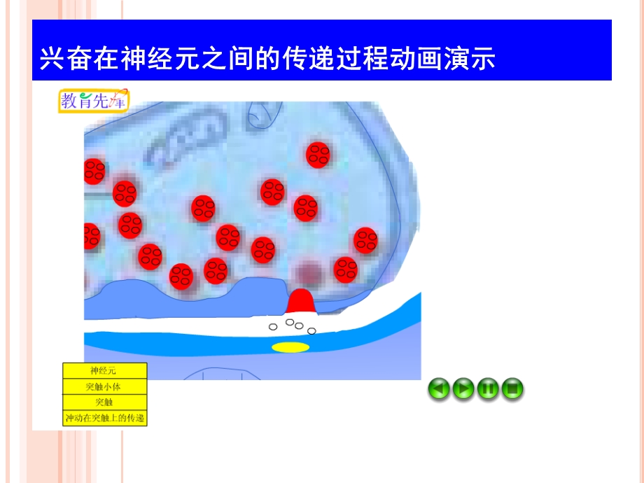 兴奋在神经元之间的传递过程ppt课件.ppt_第3页