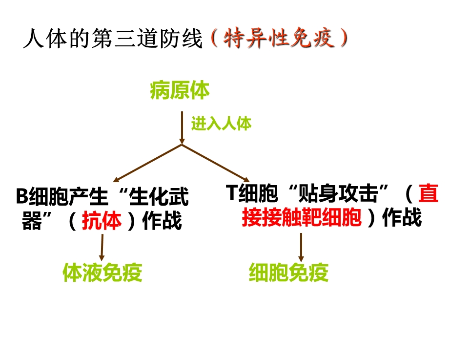 免疫调节 市级公开课课件.ppt_第2页