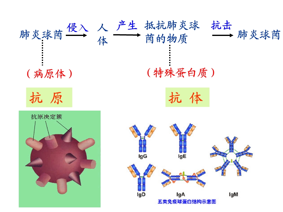 免疫调节 市级公开课课件.ppt_第3页