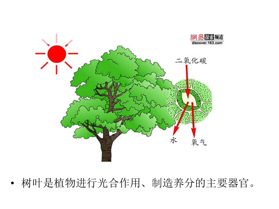 儿童画线描ppt课件—美丽的树叶.ppt_第2页