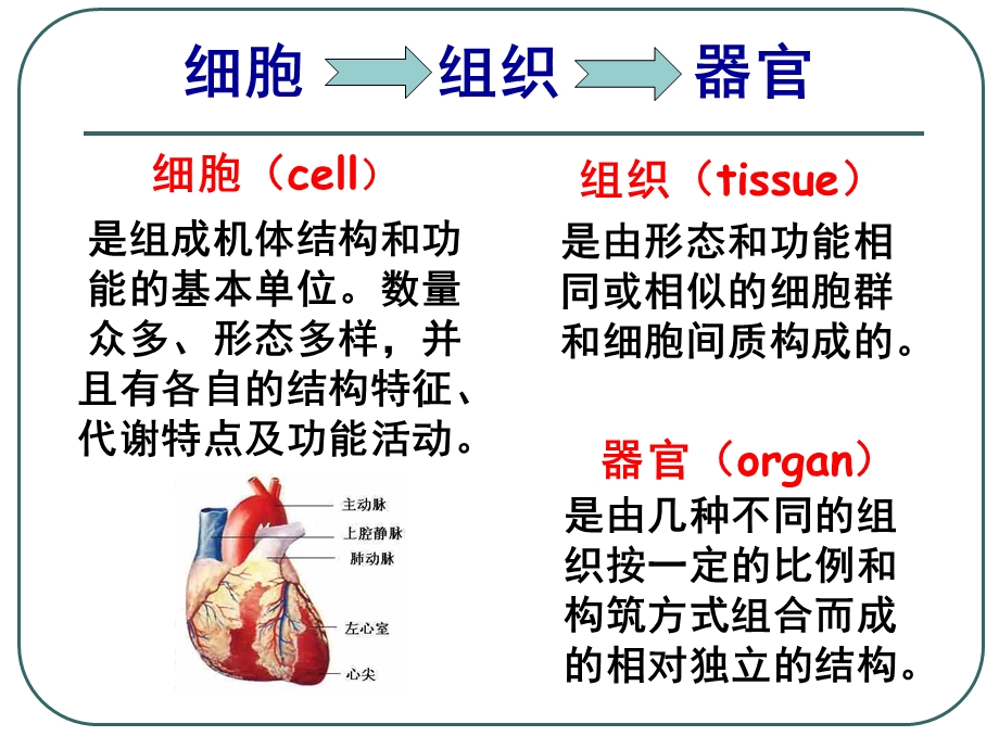 人体的四大基本组织ppt课件.ppt_第3页