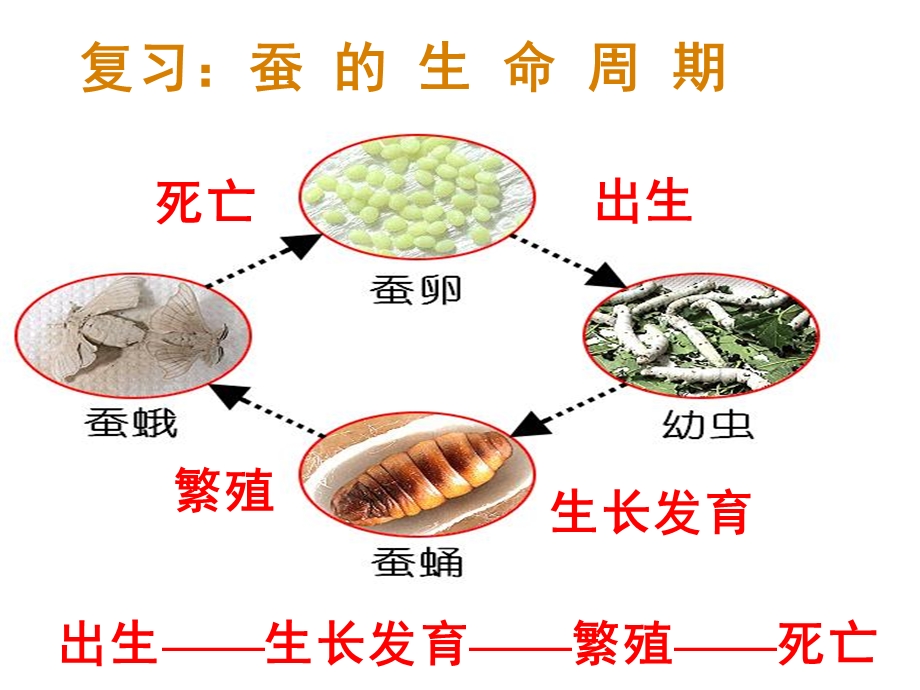 其他动物的生命周期ppt课件.ppt_第1页