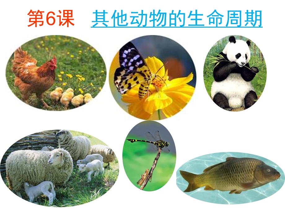 其他动物的生命周期ppt课件.ppt_第2页