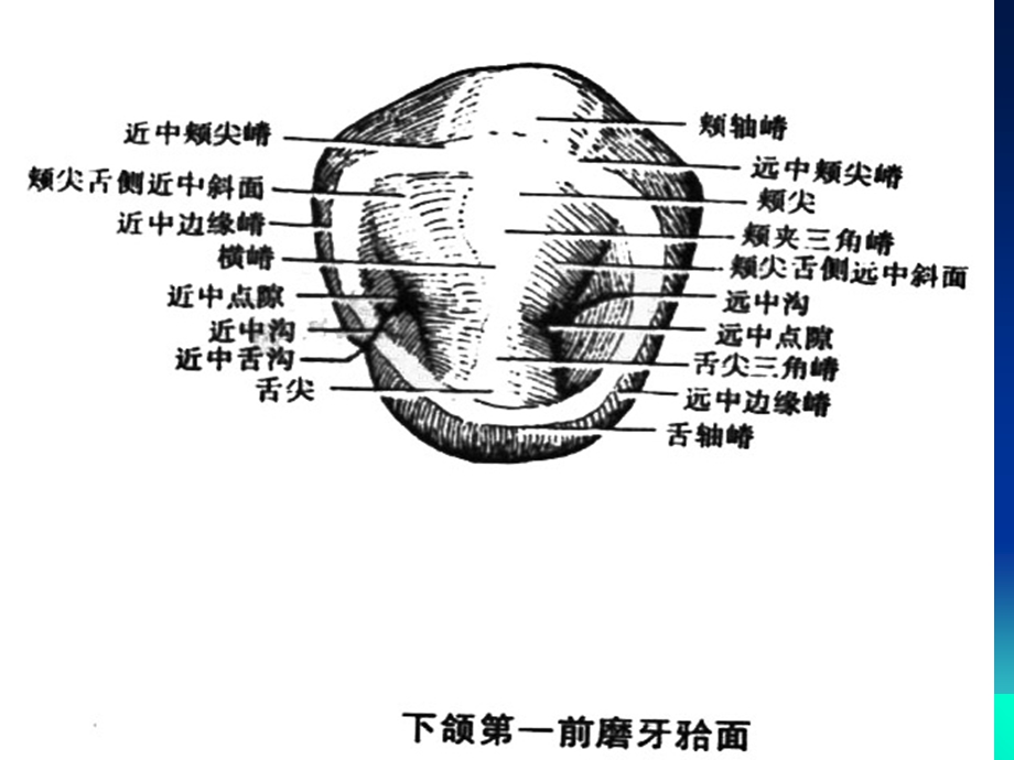 上颌磨牙解剖形态ppt课件.ppt_第2页