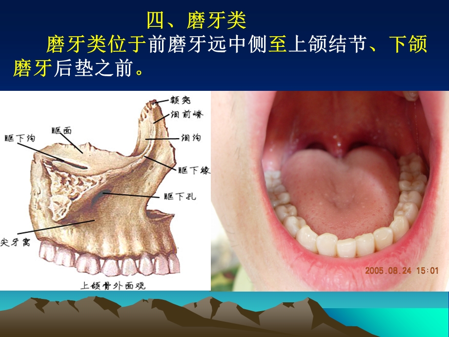 上颌磨牙解剖形态ppt课件.ppt_第3页