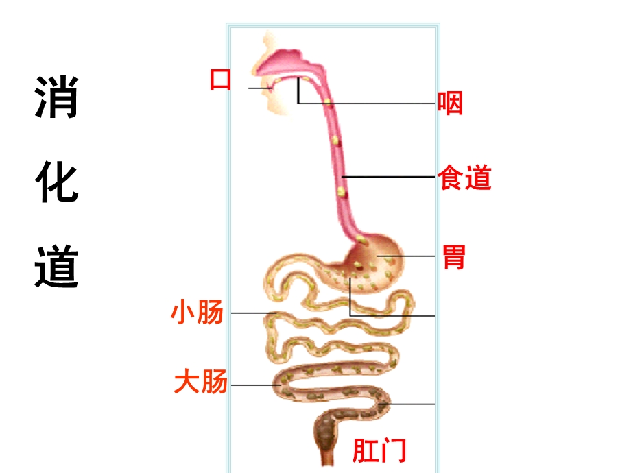 人体的新陈代谢ppt课件.ppt_第3页