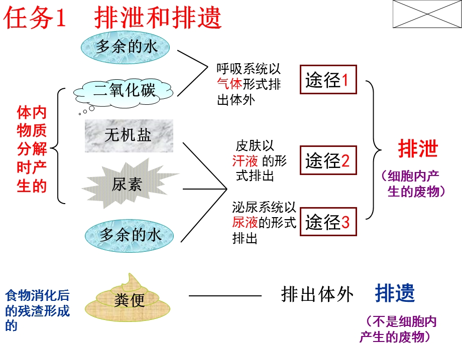 人教版第四单元第五章《人体内废物的排出》复习ppt课件分解.ppt_第3页