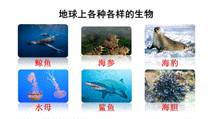 六下16 表里的生物(ppt课件).pptx