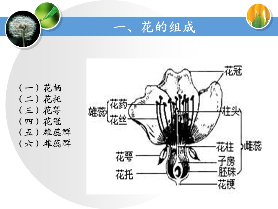 任务：识别园林植物外部形态花ppt课件.ppt_第2页