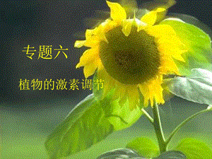 二轮复习植物的激素调节ppt课件.ppt