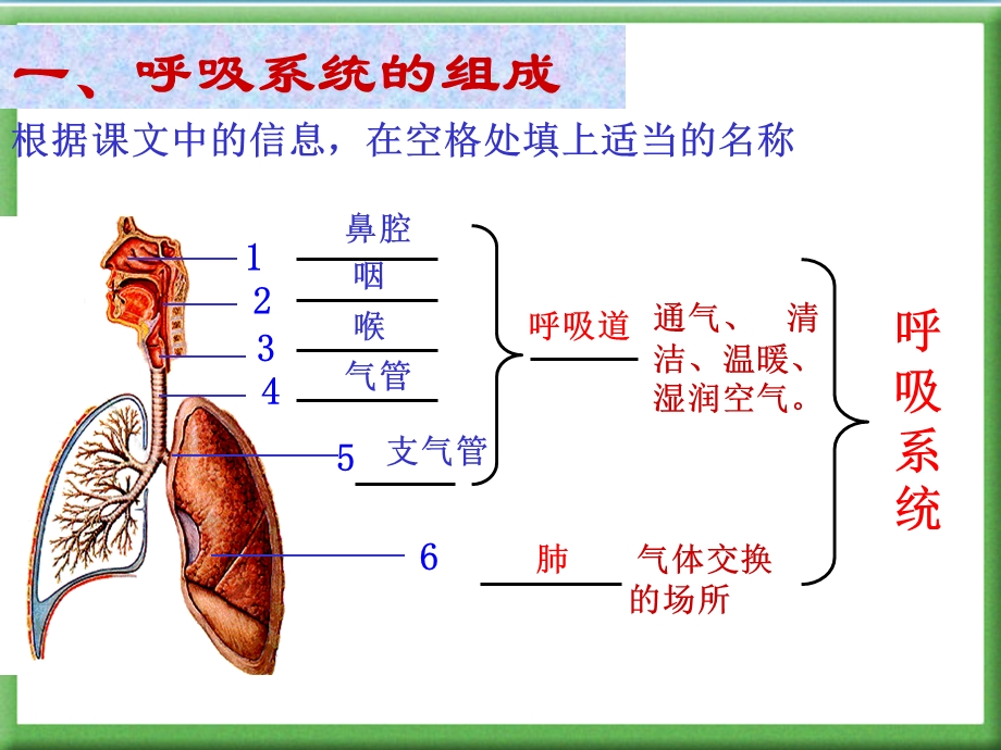 人体的呼吸ppt课件.ppt_第2页