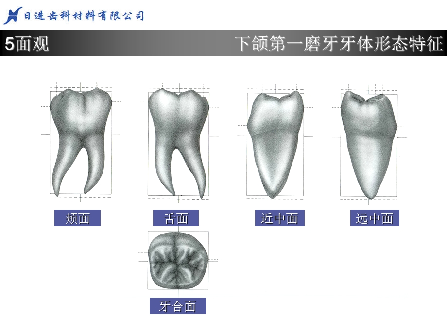 下6.牙体形态简述ppt课件.ppt_第2页