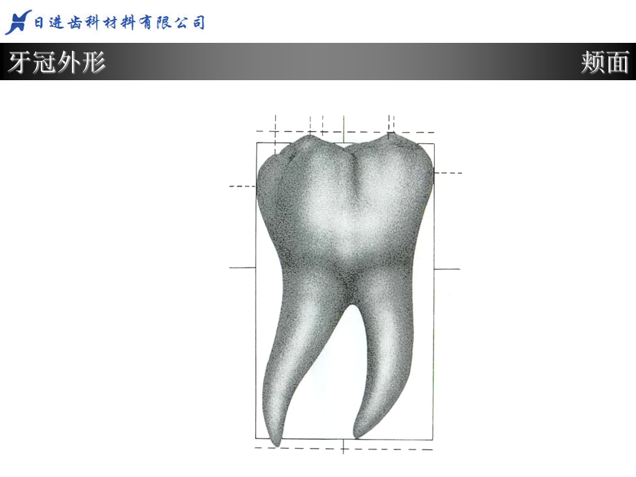 下6.牙体形态简述ppt课件.ppt_第3页