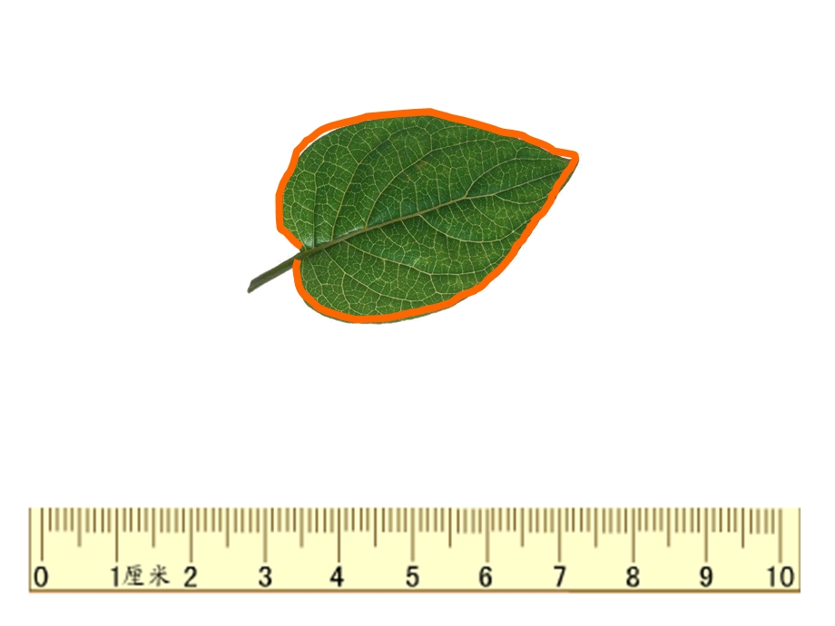 二年级数学认识周长ppt课件.ppt_第2页