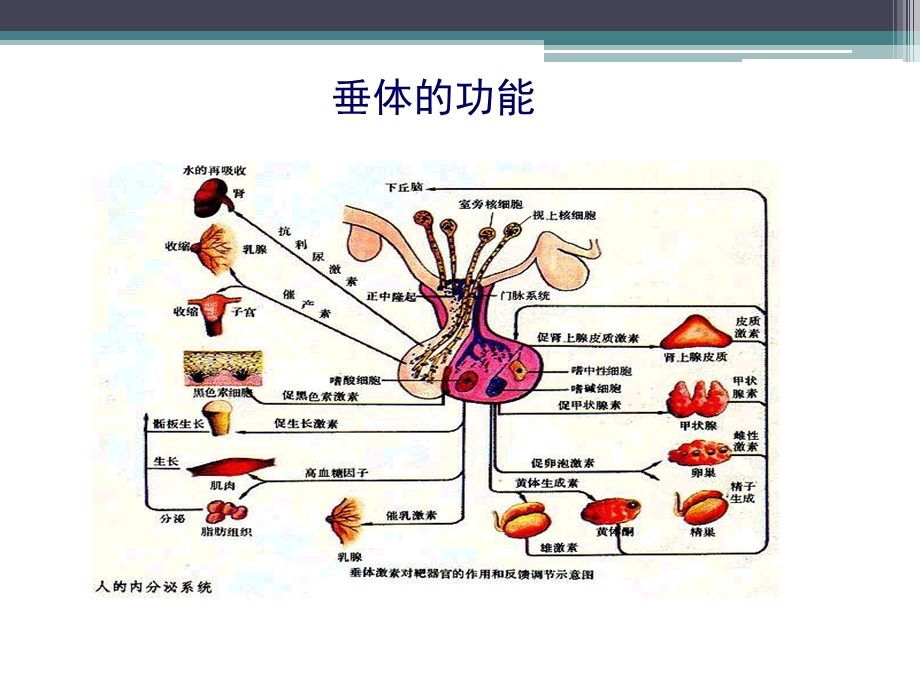 内分泌危象ppt课件.pptx_第3页