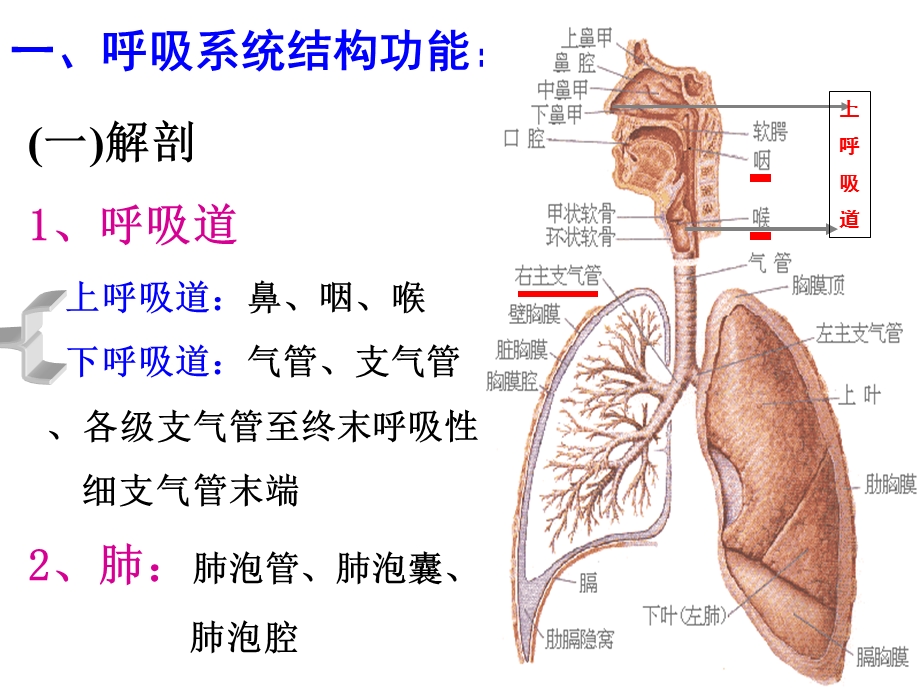 内科护理学 课程ppt课件 1.呼吸系统总论.ppt_第3页